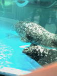 20090811115252.jpg