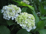 画像 786.jpg