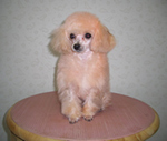 dog-color.jpg
