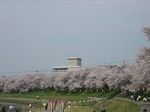 sakura.2.jpg