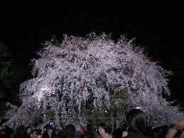sakura.10.jpg