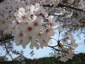 sakura.8.jpg