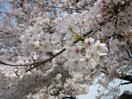 sakura.9.jpg