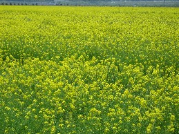 spring-1.jpg